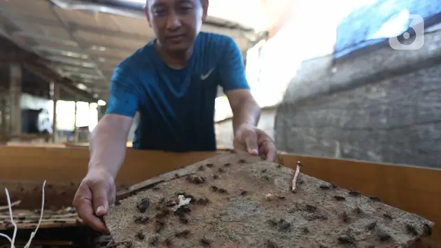 Menjanjikan, Budidaya Jangkrik Pakan Burung
