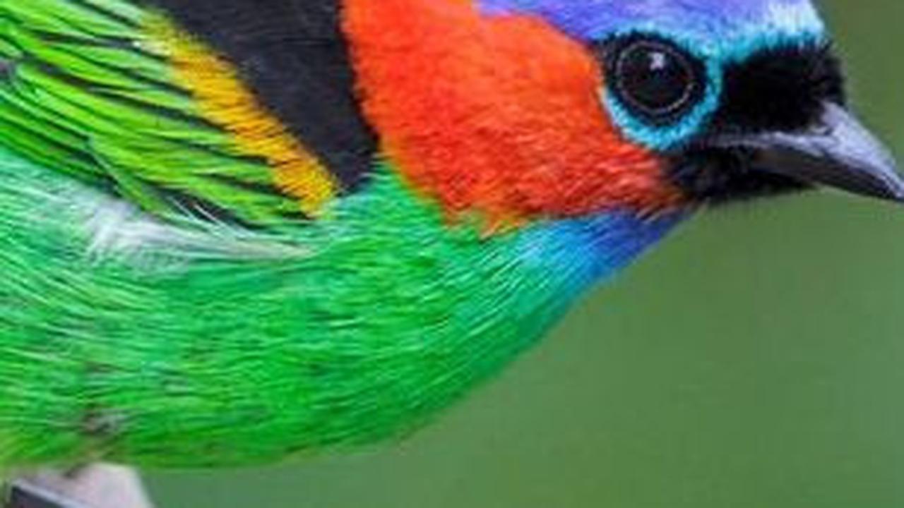8. Burung Tanager Berleher Merah