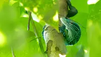 Biawak Pohon Biru, Reptil Langka dari Indonesia yang Punya Ekor Istimewa