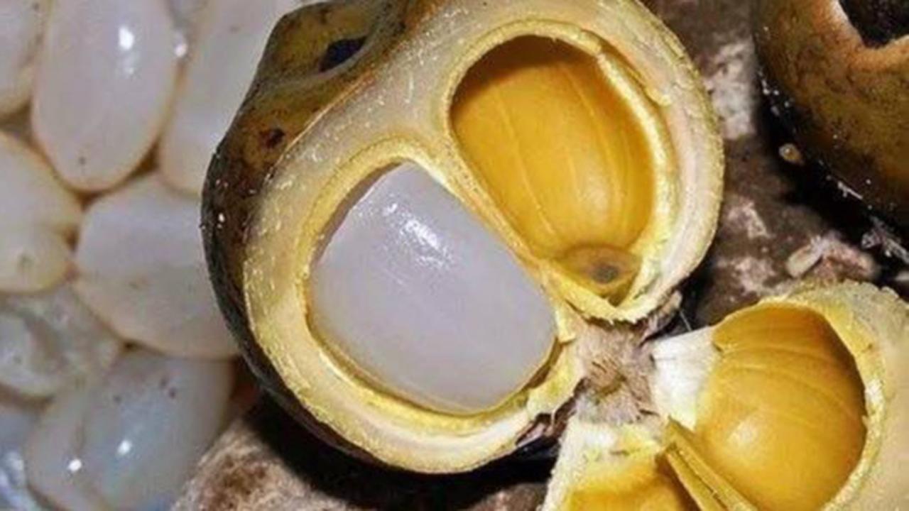 Langkah Praktis Membuat Kolang-Kaling Kenyal Tanpa Repot