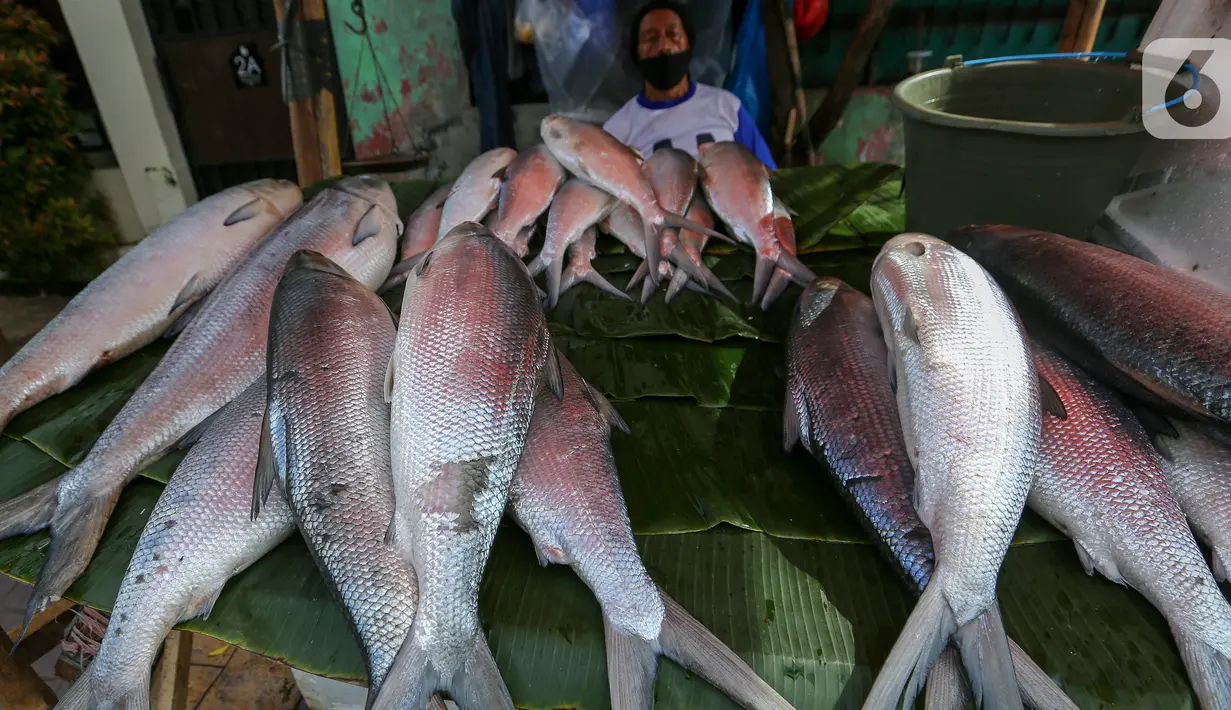Ikan bandeng dari air tambak dijual pedagang musiman di kawasan Rawa Belong, Jakarta, Rabu (10/2/2021). Menjelang perayaan Imlek atau Tahun Baru China, pedagang ramai menjual ikan bandeng dengan harga per kilogramnya mencapai Rp 60 ribu hingga 100 ribu. (Liputan6.com/Fery Pradolo)