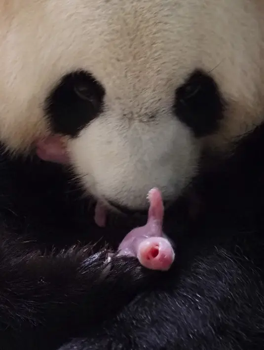 Panda raksasa Huan Huan bersama anak kembarnya yang baru dilahirkan berada dalam kandang di Beauval Zoo, Saint-Aignan-sur-Cher, Prancis, 1 Agustus 2021. Huan Huan melahirkan dua anak kembar dalam keadaan sehat. (Guillaume SOUVANT/AFP)