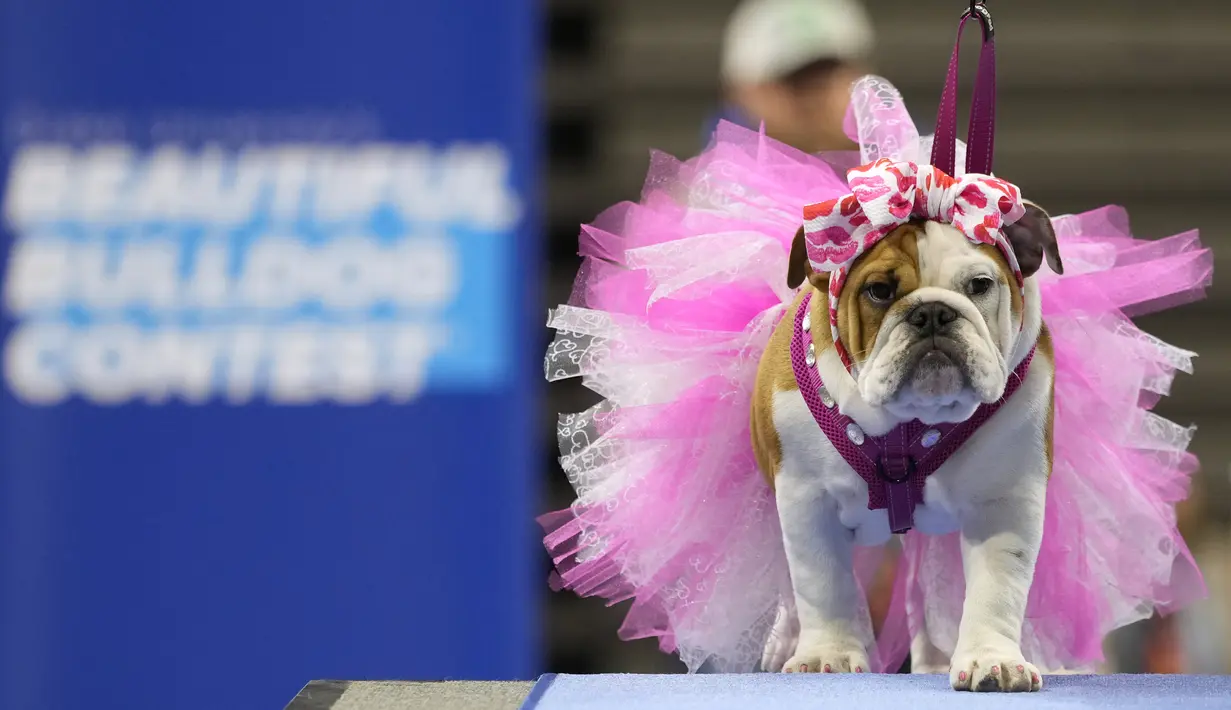 <p>Mayzee, yang dimiliki oleh Gayla Fisher, berjalan melintasi panggung selama penjurian pada kontes "Drake Relays Beautiful Bulldog" tahunan di Des Moines, Iowa, 25 April 2022. Kontes ini dimulai dari perayaan Drake Relays di Universitas Drake di mana seekor bulldog adalah maskotnya. (AP Photo/Charlie Neibergall)</p>