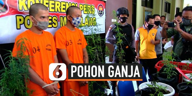 VIDEO: Dua Pria Ditangkap, Belajar Tanam Ganja dari Instagram