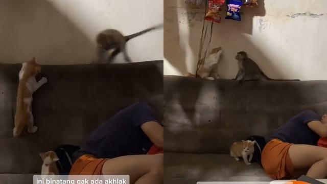 Atraksi seekor primata yang menggangu kumpulan remaja saat tengah asyik menongkrong di warung.