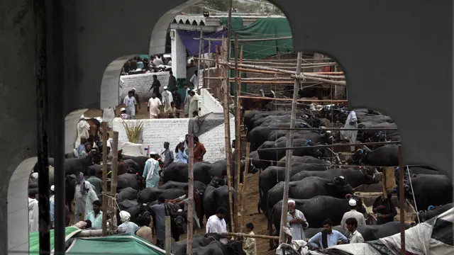 Potret Ramainya Pasar Ternak di Pakistan Jelang Idul Adha