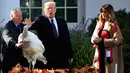 Presiden AS, Donald Trump bersama Ibu Negara, Melania Trump memberikan pengampunan kepada kalkun bernama Peas dalam upacara tradisi tahunan perayaan Thanksgiving di Gedung Putih, Washington, Selasa (20/11). (AP/Manuel Balce Ceneta)