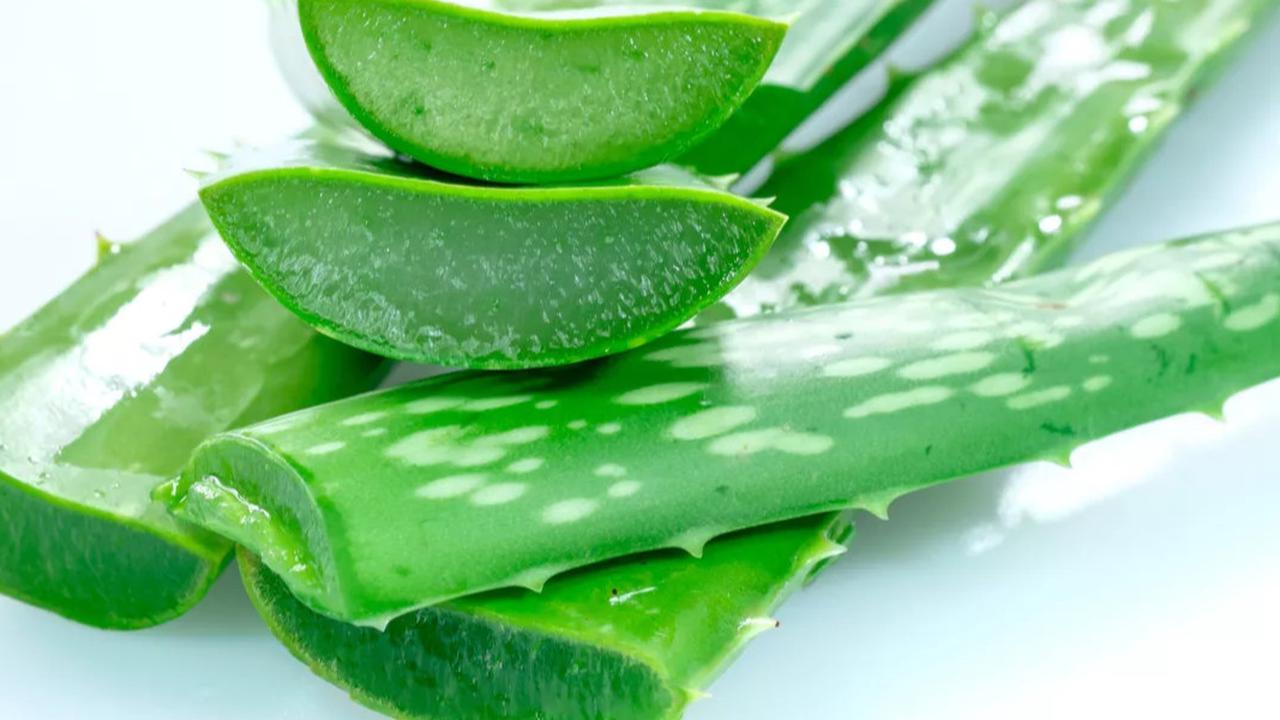 Cara Mengolah Lidah Buaya agar Bebas Pahit dan Gatal untuk Konsumsi