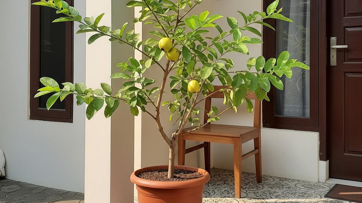 9 Pohon Buah Mini yang Tingginya Tidak Sampai 1 Meter Cocok untuk Rumah Kecil