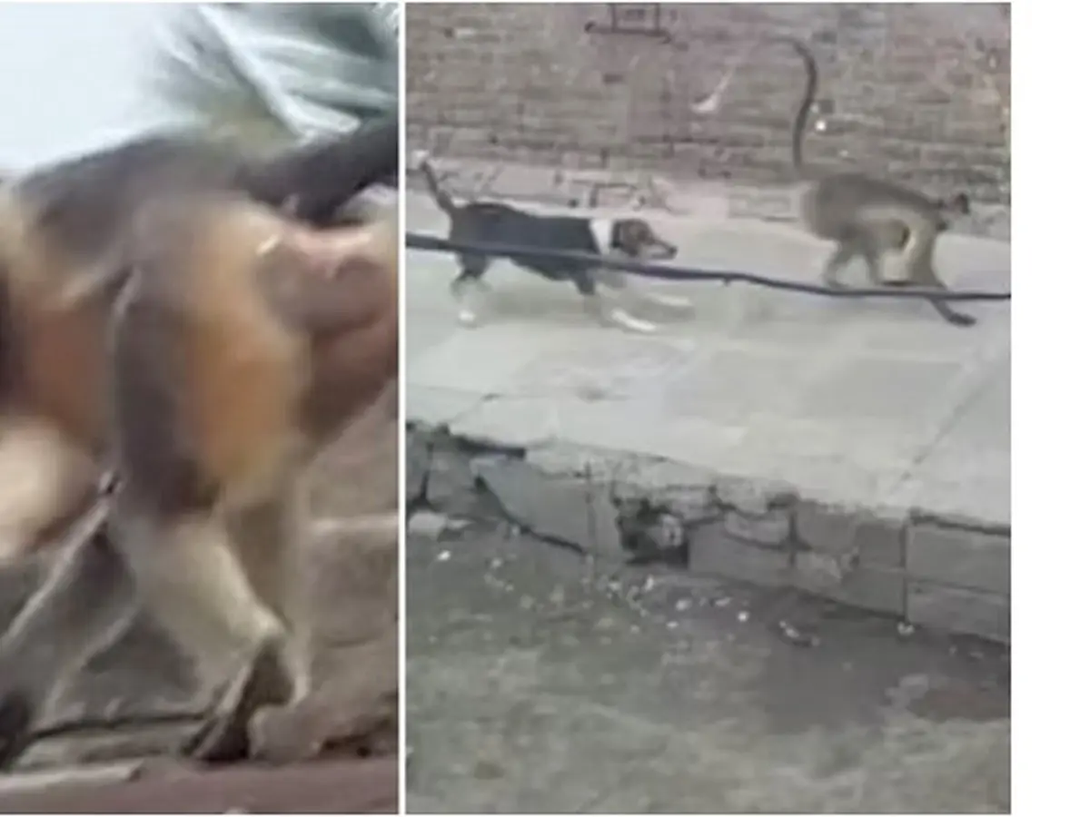 Ngeri, 250 Anjing Tewas dalam Tawuran Monyet vs Anjing di India -  Regional Liputan6.com
