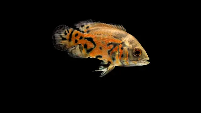Warna Ikan Oscar