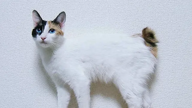 Japanese Bobtail