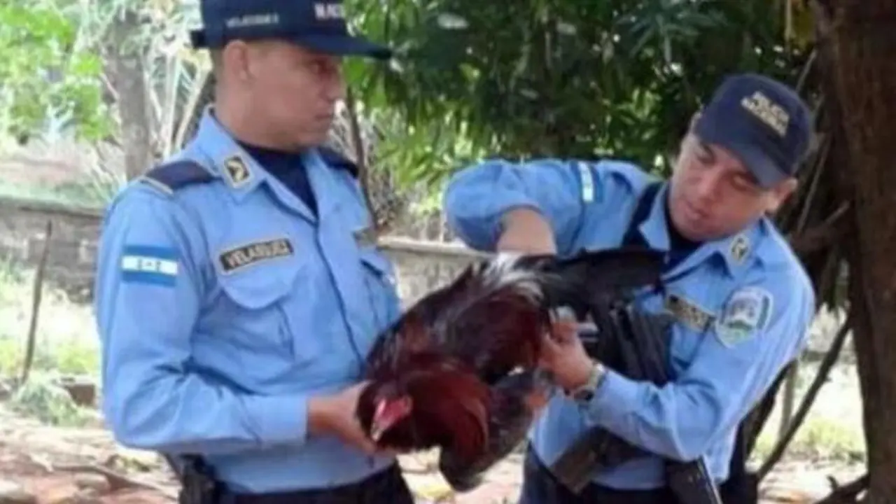 Dianggap Memicu Keributan, Seekor Ayam Jantan Dipenjara