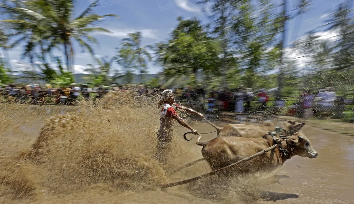Aksi seorang Joki saat mengendarai Jawi, Pacu Jawi merupakan olahraga tradisional untuk merayakan hasil panen dan juga menarik wisatawan di Tanah Datar, Sumatera Barat, Sabtu (13/8/2016). (Bola.com/Nicklas Hanoatubun)
