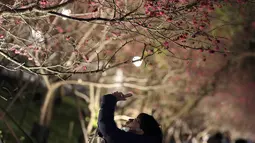 Orang-orang menikmati bunga sakura pada malam hari di Taipei, Taiwan, Senin (27/2/2023). Sepanjang bulan ini, sejumlah wilayah di Taiwan menjadi jauh lebih cantik berkat hiasan warna-warna pastel dari bunga sakura. (AP Photo/Chiang Ying-ying)