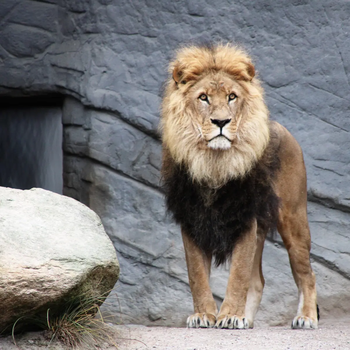 Mengungkap Misteri Mimpi Menyentuh Singa