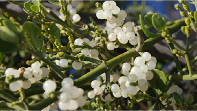 European Mistletoe (c) thesmockshop