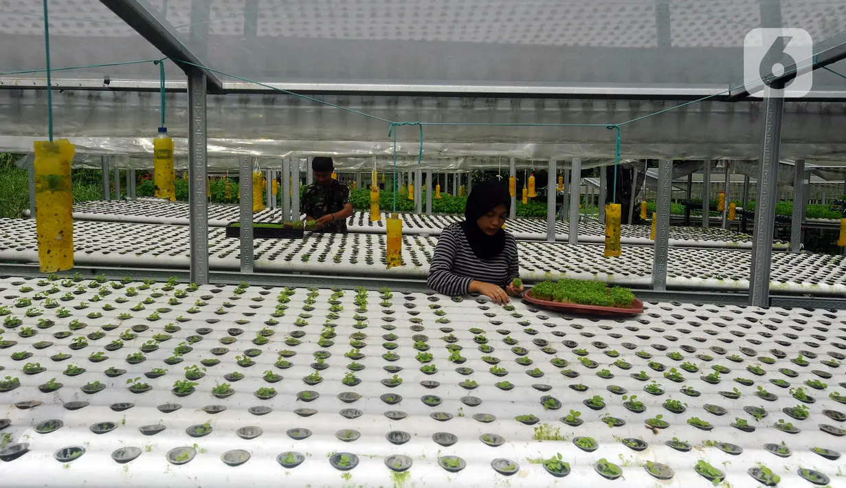Aktivitas pekerja di Kebun Hidroponikita, Sawangan, Depok, Jawa Barat, Senin (20/2/2023). Kebun Hidroponikita yang sudah berjalan lebih dari satu tahun ini mampu menghasilkan 30-50 kilogram bayam per hari. (merdeka.com/Arie Basuki)