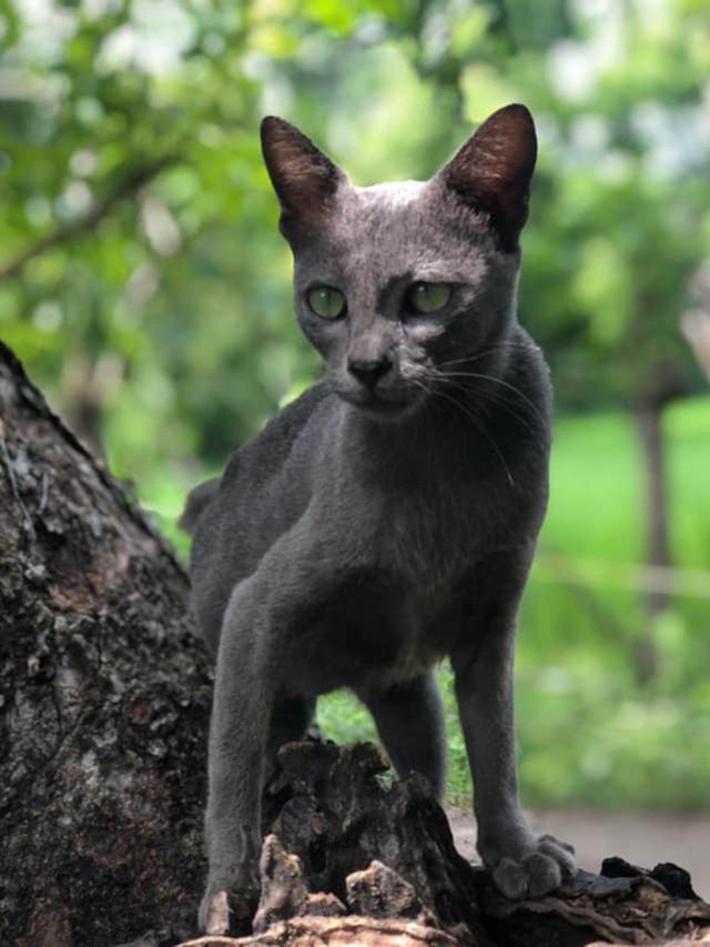 Kucing Busok/Kucing Raas