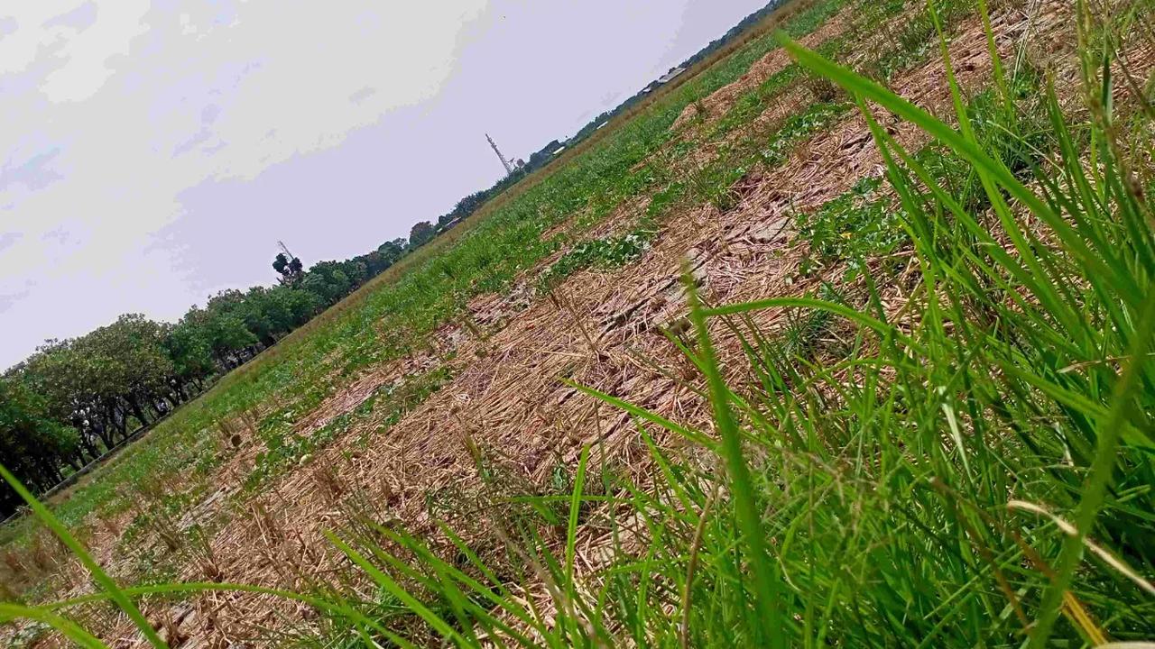 Area persawahan di Rorotan tak cuma digunakan untuk menanam padi. Ada areal khusus menanam sayur-mayur seperti kangkung.&nbsp;<br>