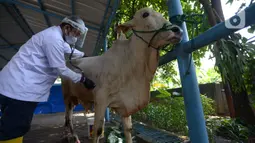 Petugas DKPKP DKI Jakarta saat melakukan simulasi pemotongan hewan kurban pada masa pandemi COVID-19 di Sekolah Al Azhar, Jakarta, Rabu (1/7/2020). Penyembelihat menggunakan anjuran protokol kesehatan agar terhindar dari COVID-19 bagi masyarakat dan para penyembelih. (merdeka.com/Imam Buhori)