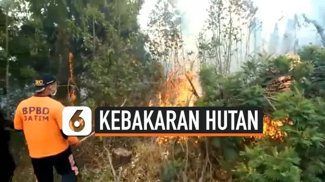 Sempat berhasil dipadamkan, hutan di Gunung Semeru, Jawa Timur, kembali terbakar.