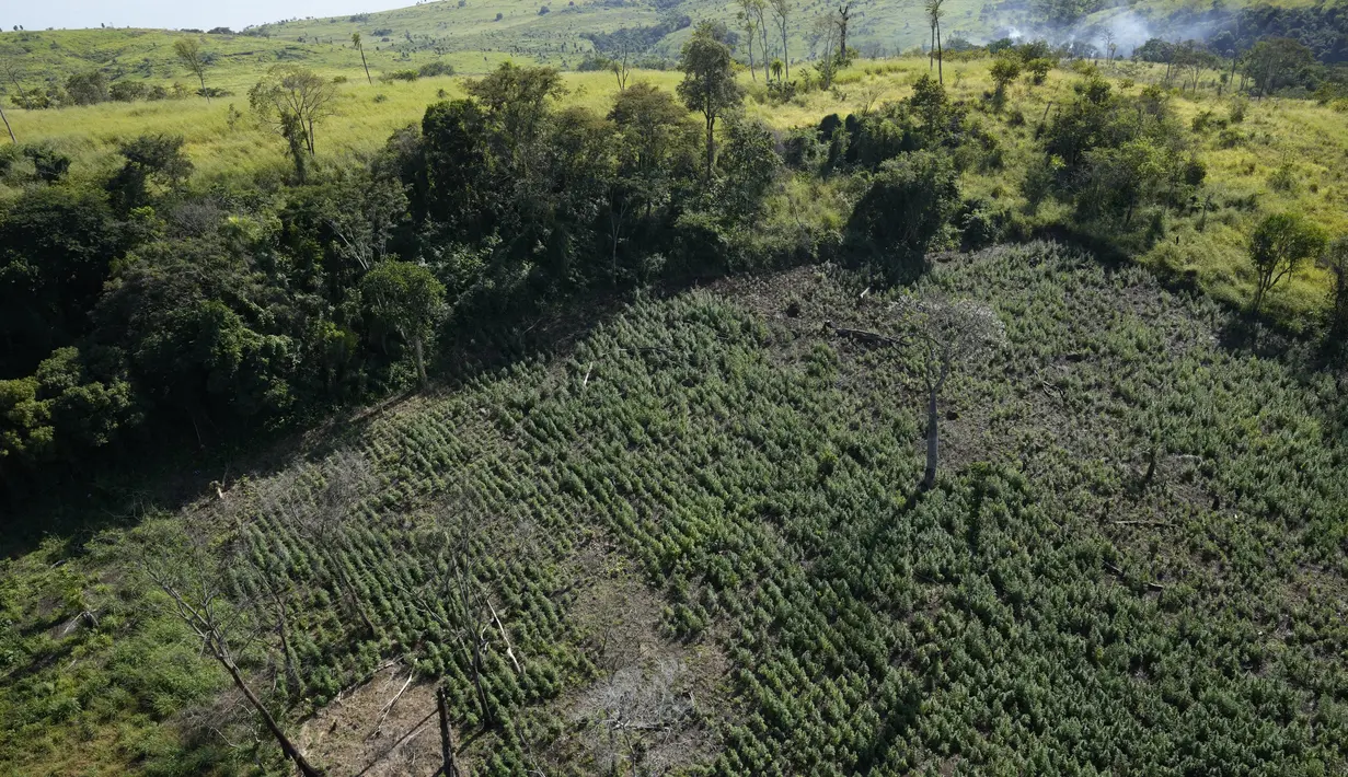 Kebun yang ditanami ganja terlihat dari helikopter selama operasi di Koloni Maria Auxiliadora departemen Amambay di Paraguay utara (24/5/2022). Menurut juru bicara SENAD Francisco Ayala, 183 hektar ganja telah dihancurkan dalam seminggu terakhir, setara dengan 600 ton, dalam operasi bersama dengan Polisi Federal Brasil. (AP Photo/Jorge Saenz)