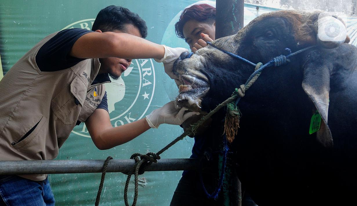 Sepekan jelang Idul Adha 1444 H, penjualan hewan kurban saat ini mencapai 900 ekor. (merdeka.com/Arie Basuki)