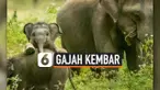 THUMBNAIL GAJAH