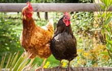 Punya Jabatan Mentereng di Perusahaan, Pria Ini Pilih Banting Setir Jadi Peternak Ayam Kampung