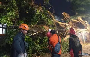 Pohon Tumbang Hantam Rumah hingga Belasan Kendaraan di Sukabumi