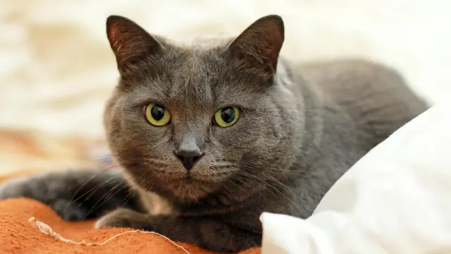 Russian Blue