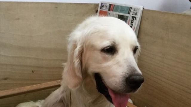 7 Potret Gemas Induk Anjing Saat Menyusui Anak-anaknya, Lucu Banget