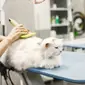 Kucing sedang di-grooming (Sumber:freepik.com)