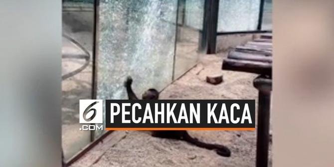 VIDEO: Rekaman Monyet Pecahkan Kaca Kebun Binatang