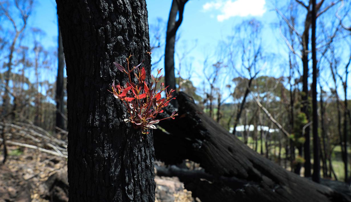 setelah kebakaran hutan australia