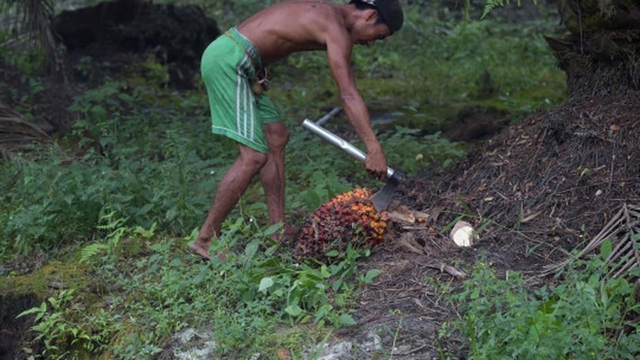 Kisah petani kelapa sawit Riau bekerja di tengah kabut asap