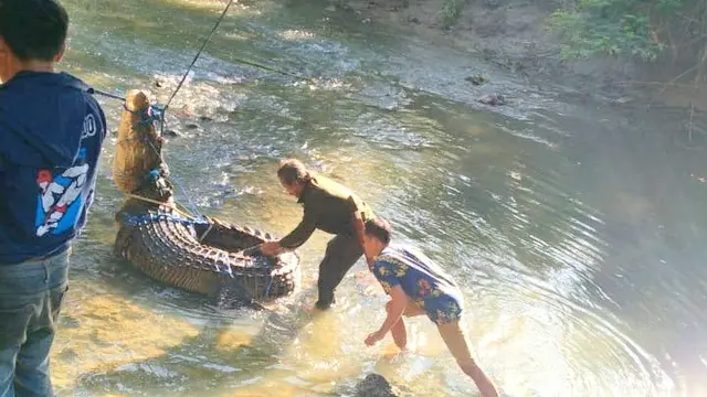 Buaya yang berhasil diamankan warga pada salah satu sungai di Muna.(Liputan6.com/Ahmad Akbar Fua)