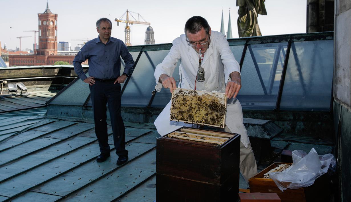 Peternak lebah, Uwe Marth mengeluarkan sarang lebah madu yang diproduksi di atap Katedral Berlin di Berlin, 14 Mei 2018. Seseorang tidak akan mengira kalau ibu kota Jerman itu adalah lokasi ideal beternak lebah dan produksi madu. (AP/Markus Schreiber)