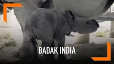 Seekor badak India dari kebun binatang Miami berhasil melahirkan badak India pertama dari hasil inseminasi buatan. Belum diketahui jenis kelamin bayi badak yang baru lahir ini.