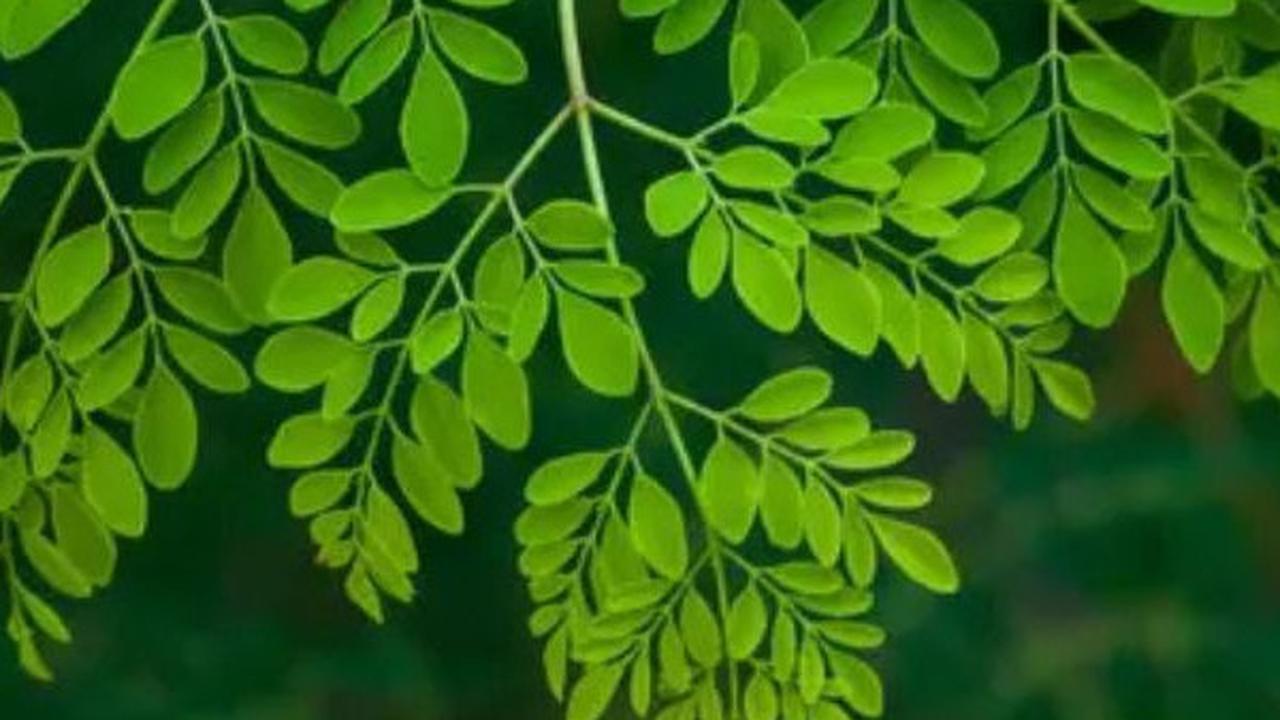 Cara Tepat Merebus Daun Kelor untuk Asam Lambung, Solusi Alami yang Efektif