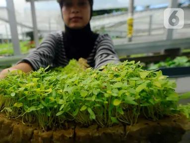 Pekerja menunjukkan bayam di Kebun Hidroponikita, Sawangan, Depok, Jawa Barat, Senin (20/2/2023). Kebun Hidroponikita yang sudah berjalan lebih dari satu tahun ini mampu menghasilkan 30-50 kilogram bayam per hari. (merdeka.com/Arie Basuki)