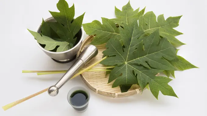daun pepaya