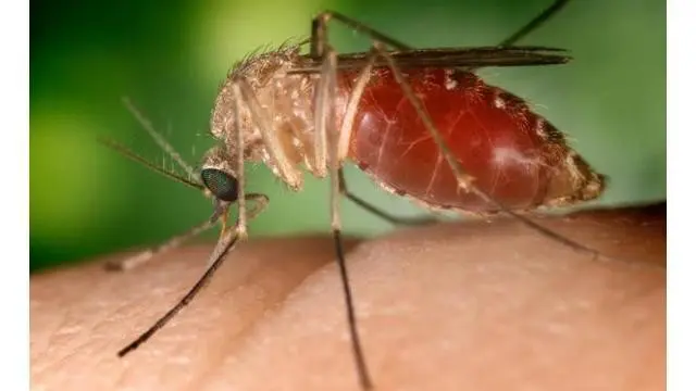 News Flash: Khawatir Mewabah, Kenalilah Gejala Infeksi Virus Zika