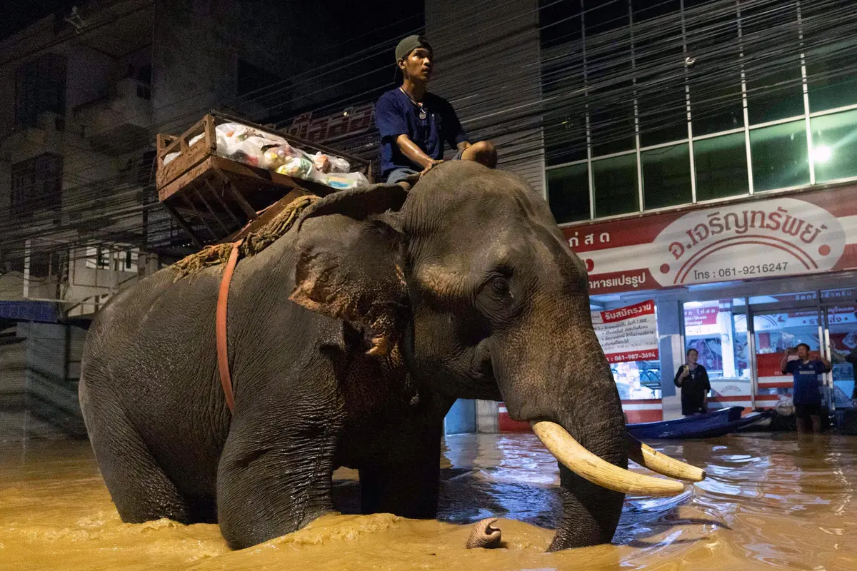 Gajah Thailand Diperbantukan Pasok Makanan untuk Korban Banjir di Chiang Mai