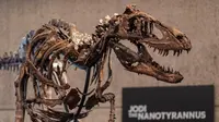 Fosil Nanotyrannus, Kerabat Kecil T-Rex Ini Bakal Dilelang di New York