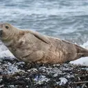 Pulau 'Iblis' Yunani Berubah jadi Surga bagi Anjing Laut Langka