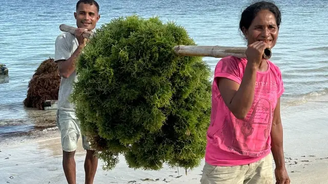 Platform Agree Milik Telkom Optimalkan Hasil Panen Budi Daya Rumput Laut di NTT 