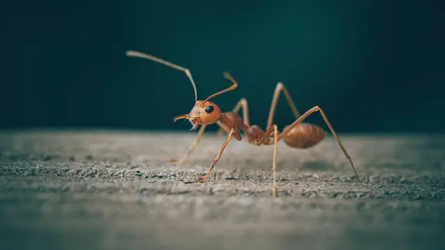 Ants