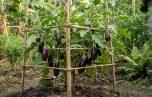 Terong Berbuah Lebat, Ini 7 Cara Perawatan agar Panen Melimpah